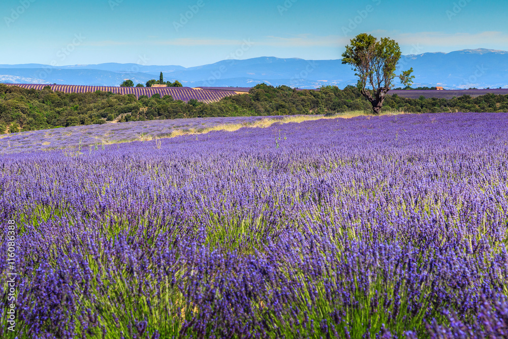 Fototapeta premium Piękne pola lawendy w Prowansji, Valensole, Francja, Europa