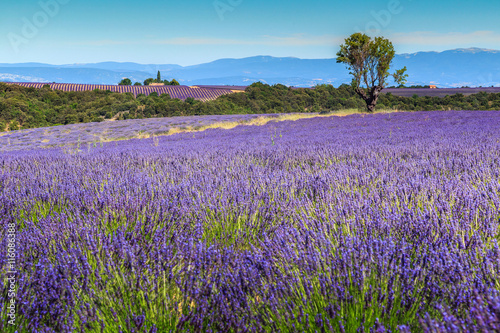 Beautiful lavender fields in Provence,Valensole,France,Europe