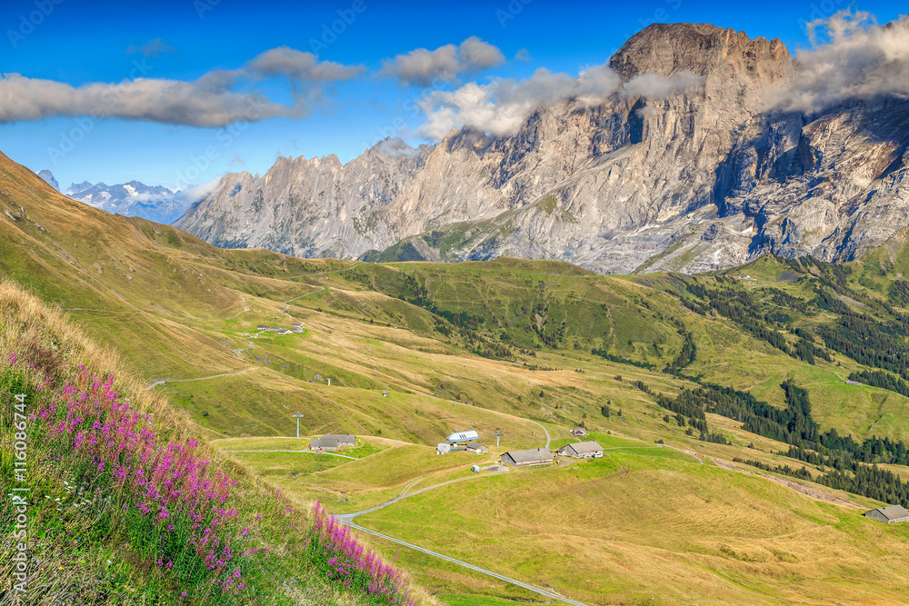 Spectacular alpine landscape with mountain flowers,Switzerland,Europe