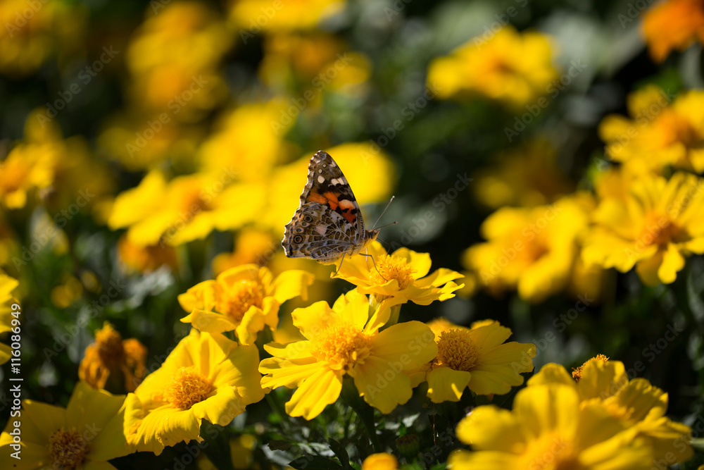 Fototapeta premium Distelfalter auf Ringelblume
