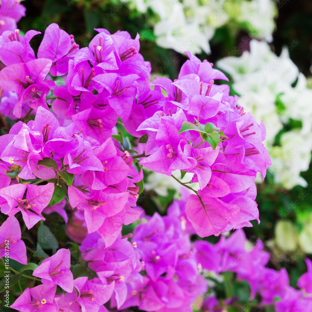 purple bougainvillea on evening in the garden purple bougainvillea on evening in the garden