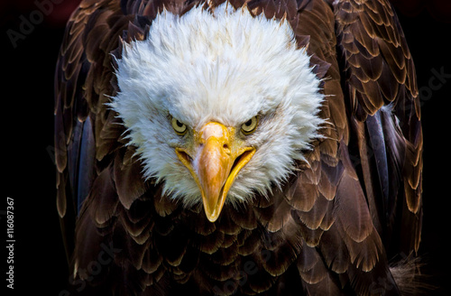 An angry north american bald eagle