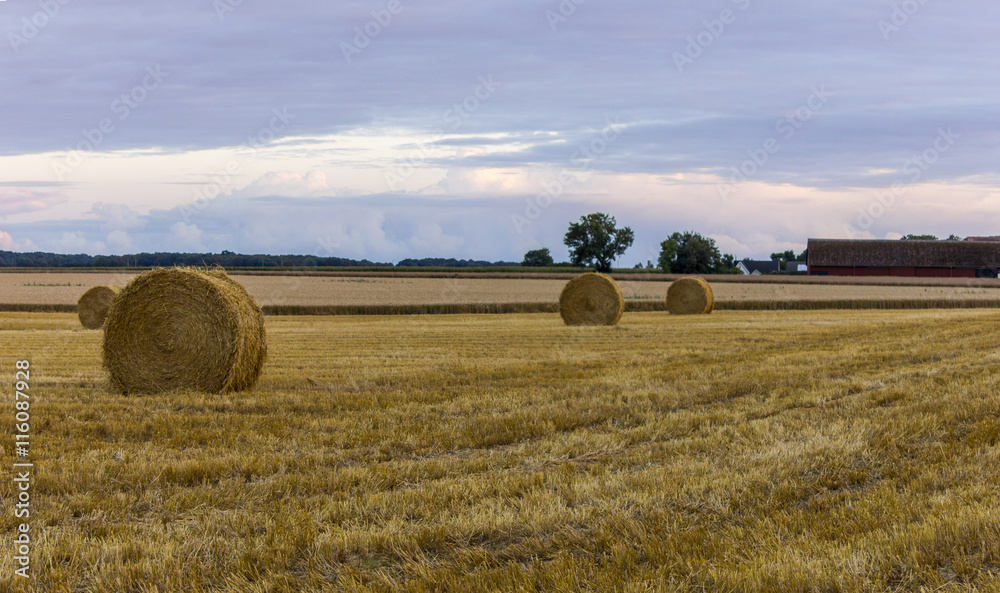 Fototapeta premium Straw bales on a farm