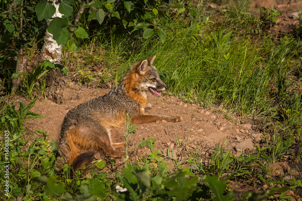 Obraz premium Grey Fox Vixen (Urocyon cinereoargenteus) Lies in Sun
