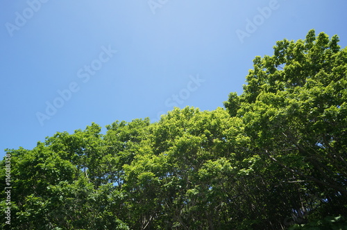 新緑と青い空