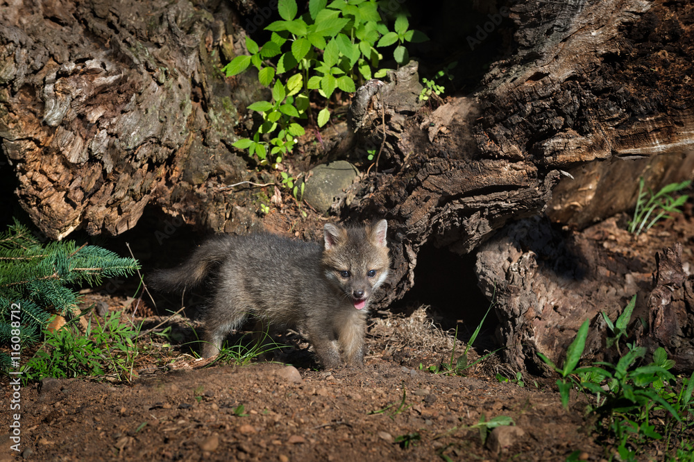 Grey Fox Kit (Urocyon cinereoargenteus) Stands By Log