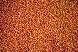 Background from the fruit of sea buckthorn berries