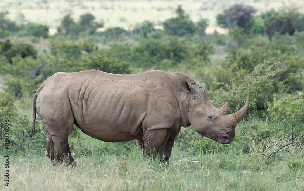 Fototapeta premium White rhinoceros or square-lipped rhinoceros, Ceratotherium simu