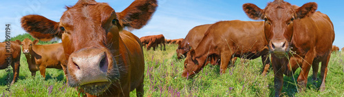 Tableau sur toile Cows grazing on pasture
