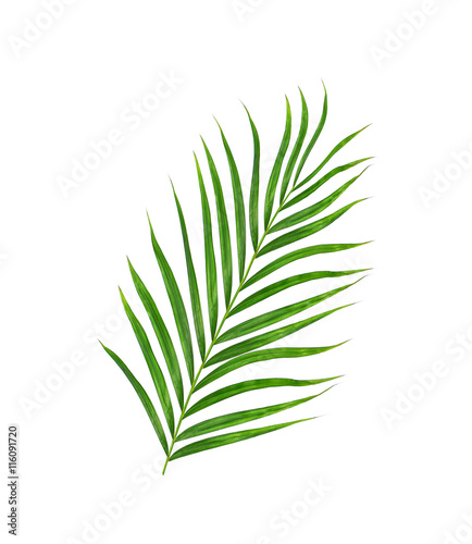 Green leaves of palm tree isolated on white background