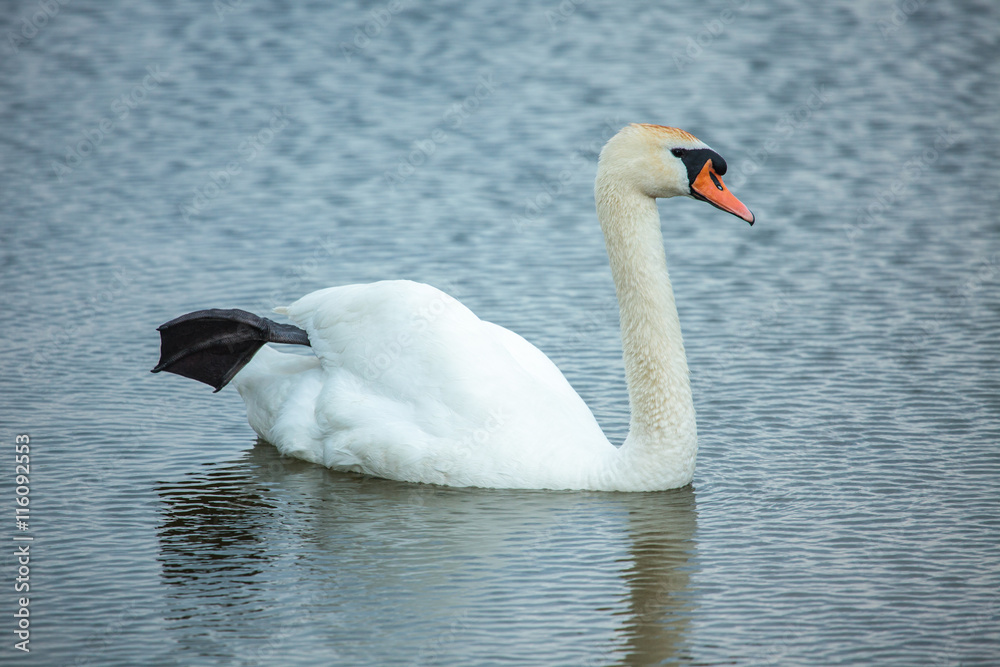 Obraz premium Mute swan (Cygnus olor)