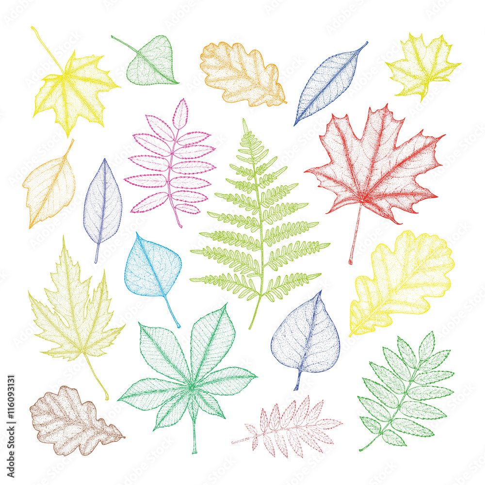 large set of multi-colored leaves of different trees. Hand drawing. Vector large set of multi-colored leaves of different trees. Hand drawing. Vector