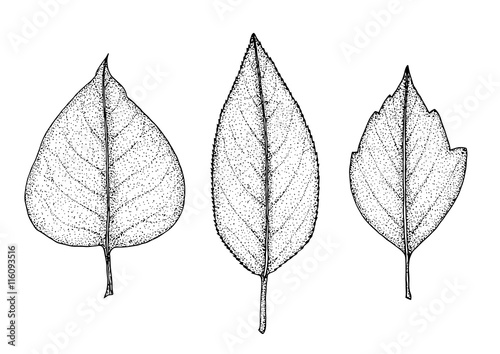 Set leaves of black on white. Vector illustration