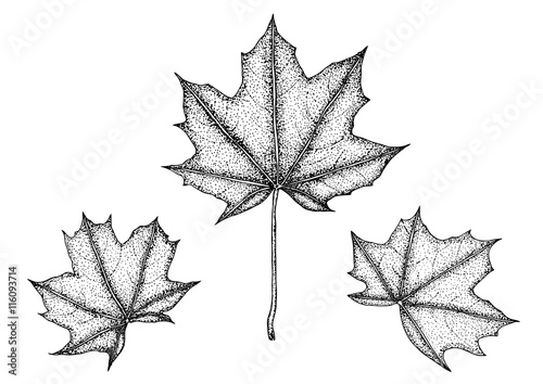 Set of Realistic maple leaves isolated on white background. vector illustration of autumn leafs