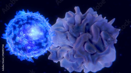 Dendritische Zelle (rechts) präsentiert ein Antigen einem T-Lymphozyt und aktiviert eine Signalkaskade in diesem. photo