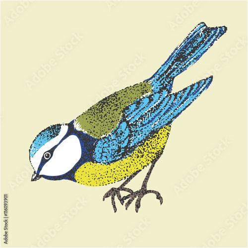 vector illustration bird blue tit. Poultry side. graphic black and white