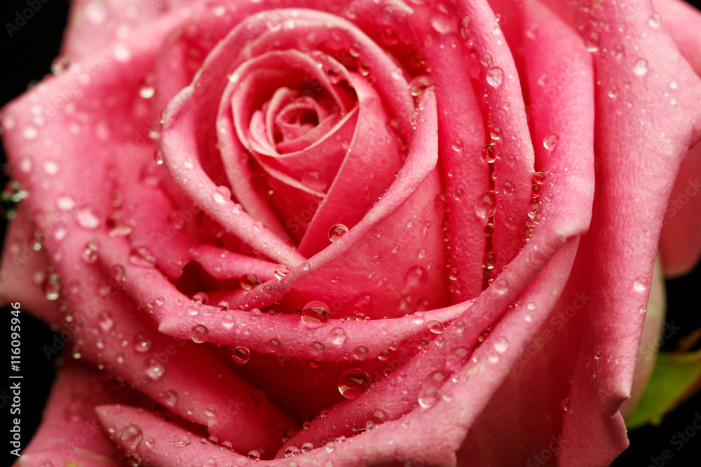 Closeup on Center of Beautiful pink Rose