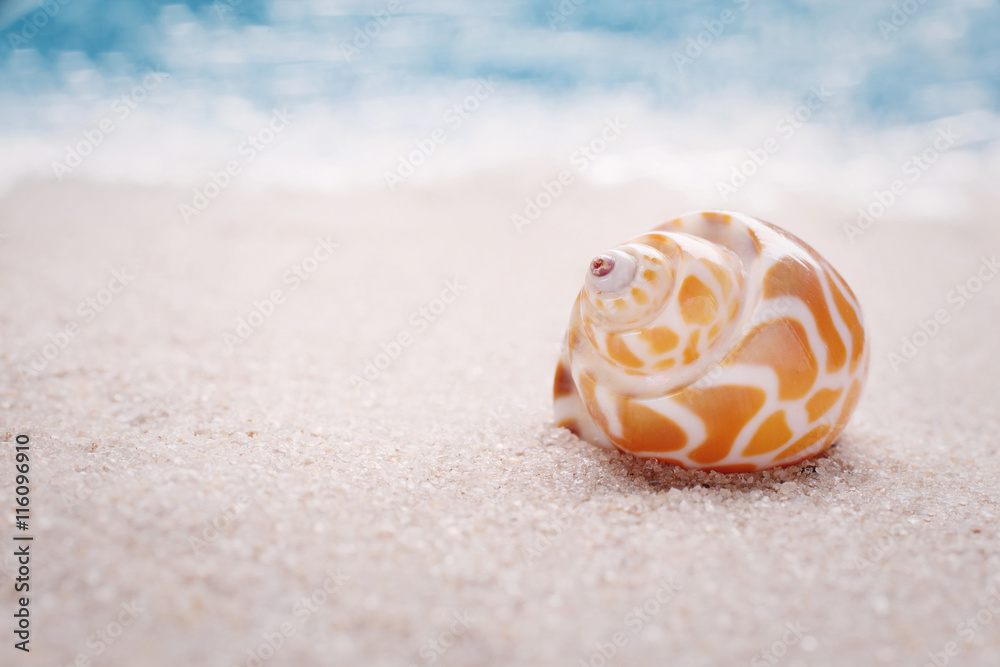 Sea shell on sandy beach