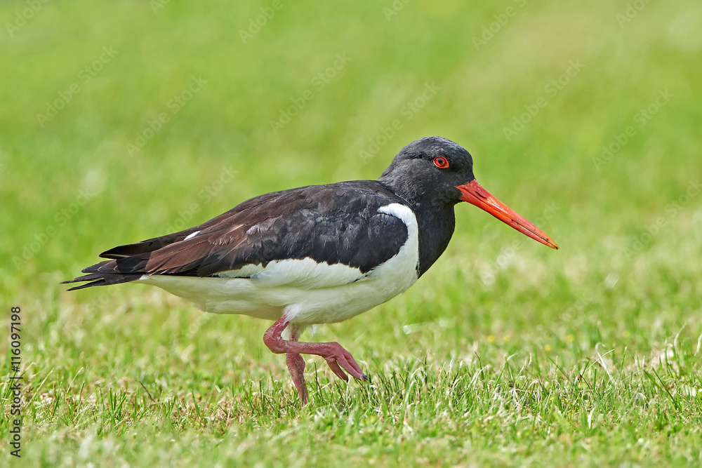 Eurasian oystercatcher (Haematopus ostralegus) Eurasian oystercatcher (Haematopus ostralegus)