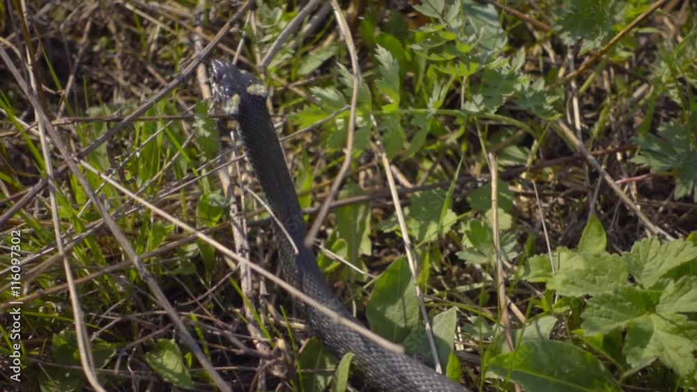 Snake crawling in the grass, sticks out his tongue and trying to catch prey for lunch. Slow motion, high speed camera, 250fps Snake crawling in the grass, sticks out his tongue and trying to catch prey for lunch. Slow motion, high speed camera, 250fps