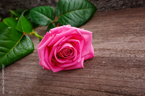 pink rose head on the wooden background