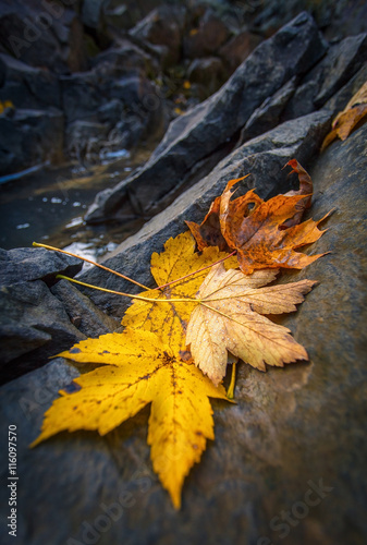 autumn  maple  leaves    resting on a rock