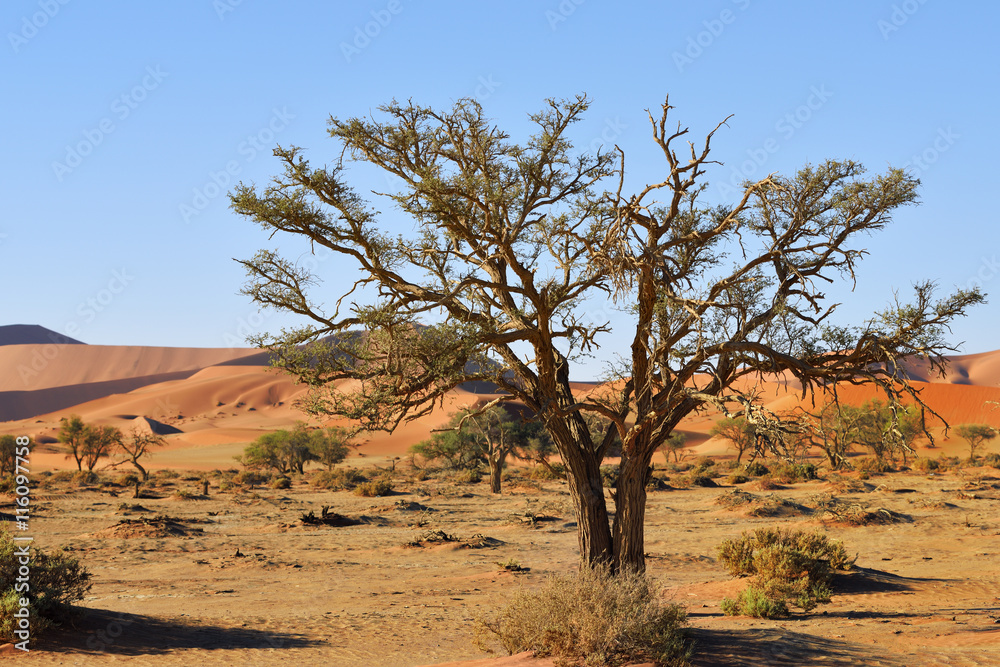 Namib-Naukluft National Park, Namibia, Africa Namib-Naukluft National Park, Namibia, Africa