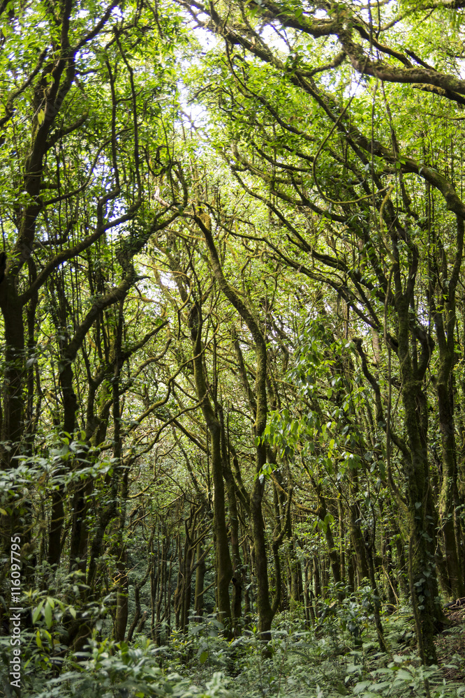 Fototapeta premium tropical rain forest, Thailand