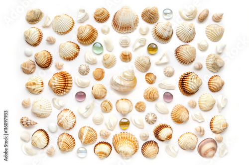 composition of exotic seashells on a white background.