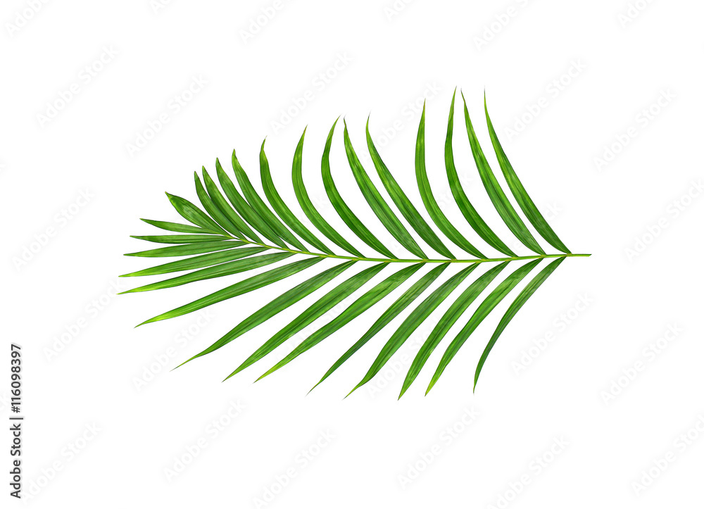 Green leaves of palm tree isolated on white background Green leaves of palm tree isolated on white background