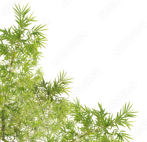 Green bamboo leaves background