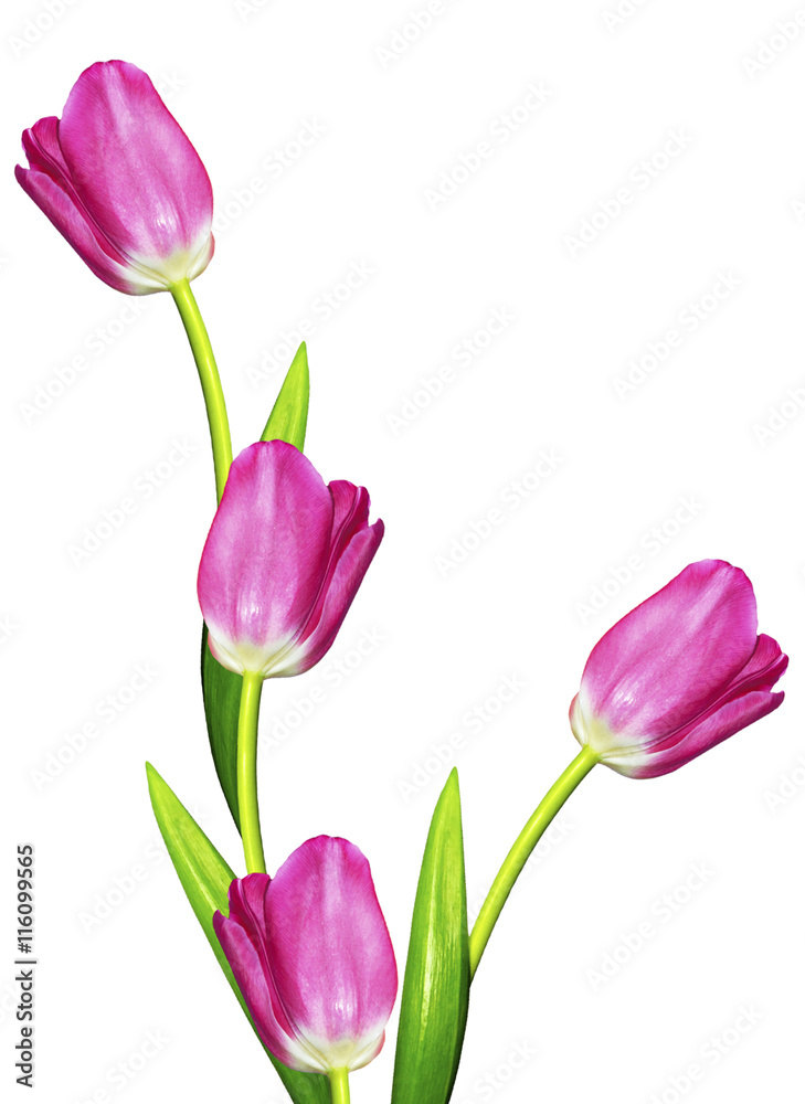 spring flowers tulips isolated on white background spring flowers tulips isolated on white background