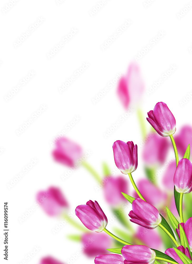 spring flowers tulips isolated on white background spring flowers tulips isolated on white background
