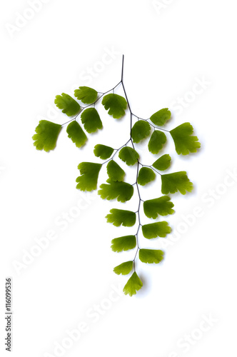 Maidenhair fern leaves photo