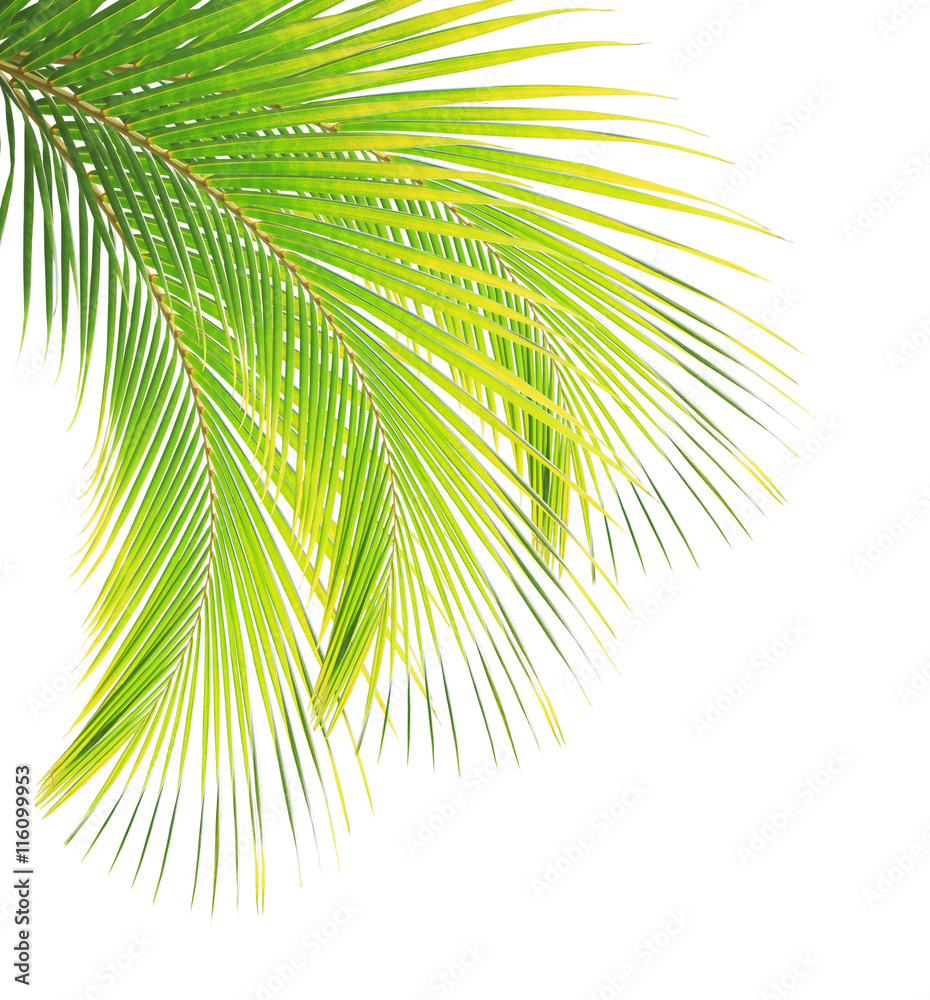 Fototapeta premium Coconut leaf isolated on white background