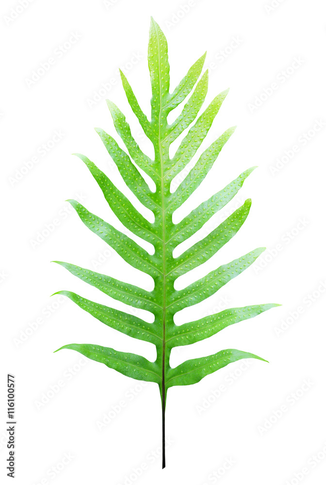 Fern leaf isolated on white background Fern leaf isolated on white background