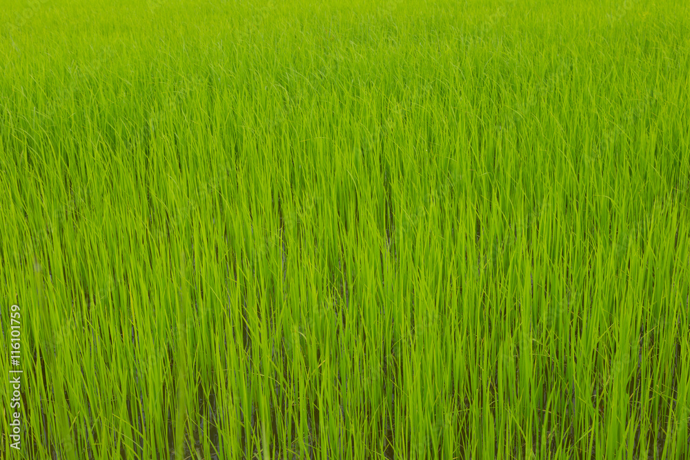 Green rice field.