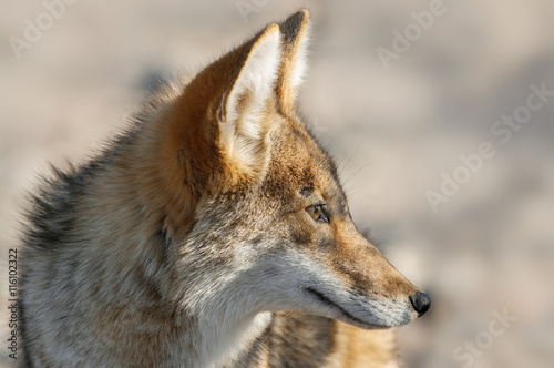 Portrait of a coyote (Canis latrans) in Death Valley National Park, California. 