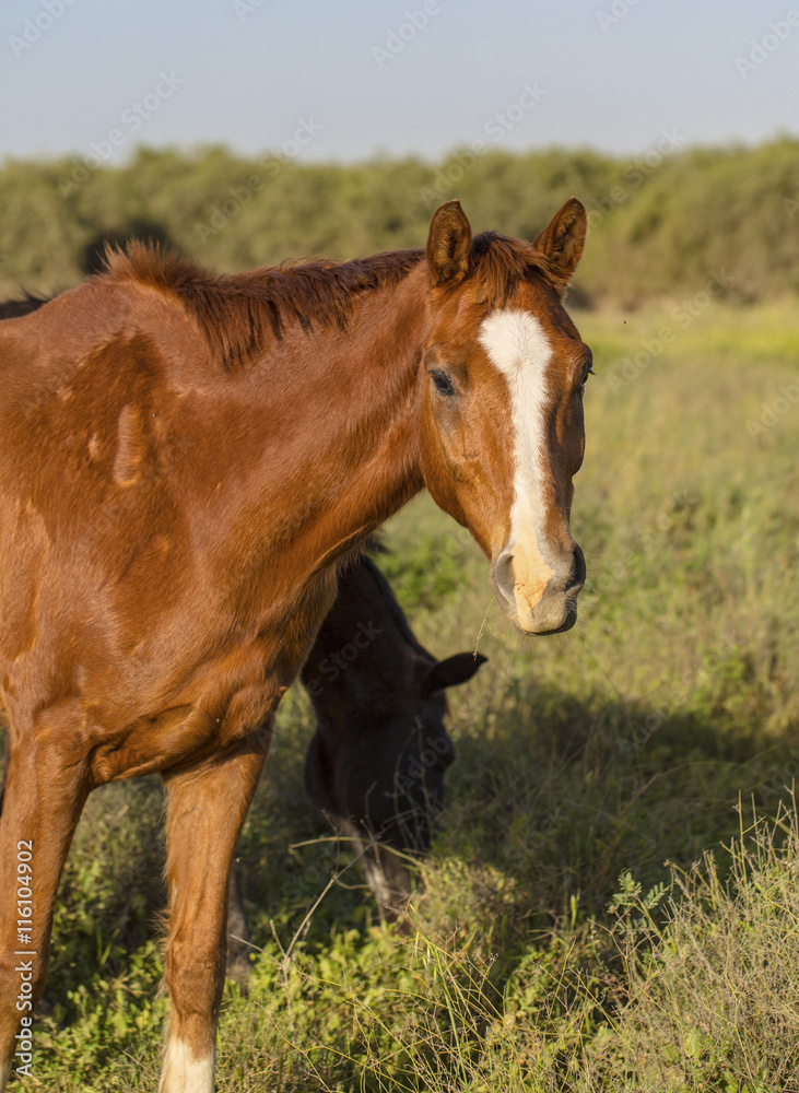 two brown horses grazing