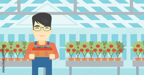 Farmer collecting tomatos vector illustration.