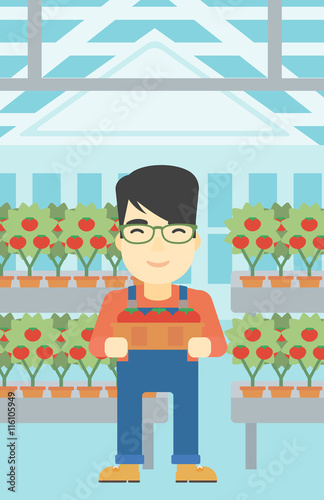 Farmer collecting tomatos vector illustration.