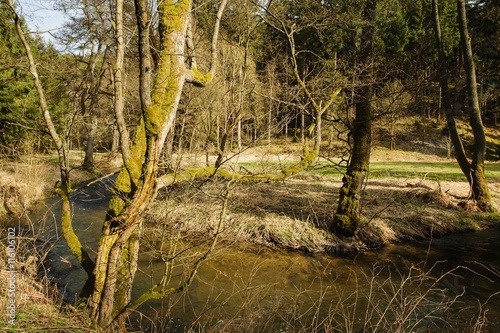 Spring river and old trees