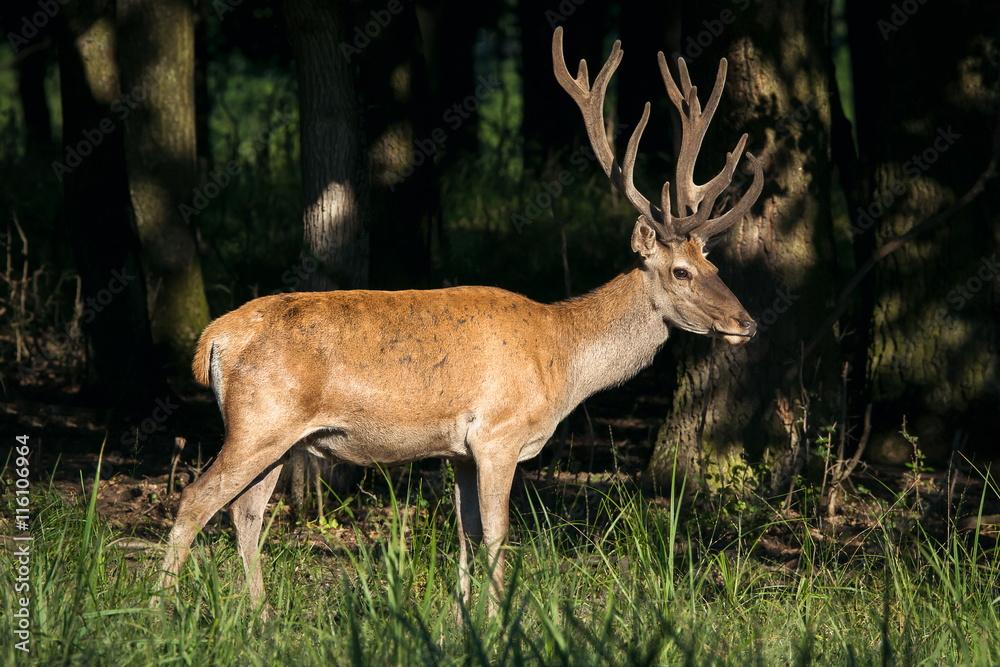 Obraz premium Deer in the woods