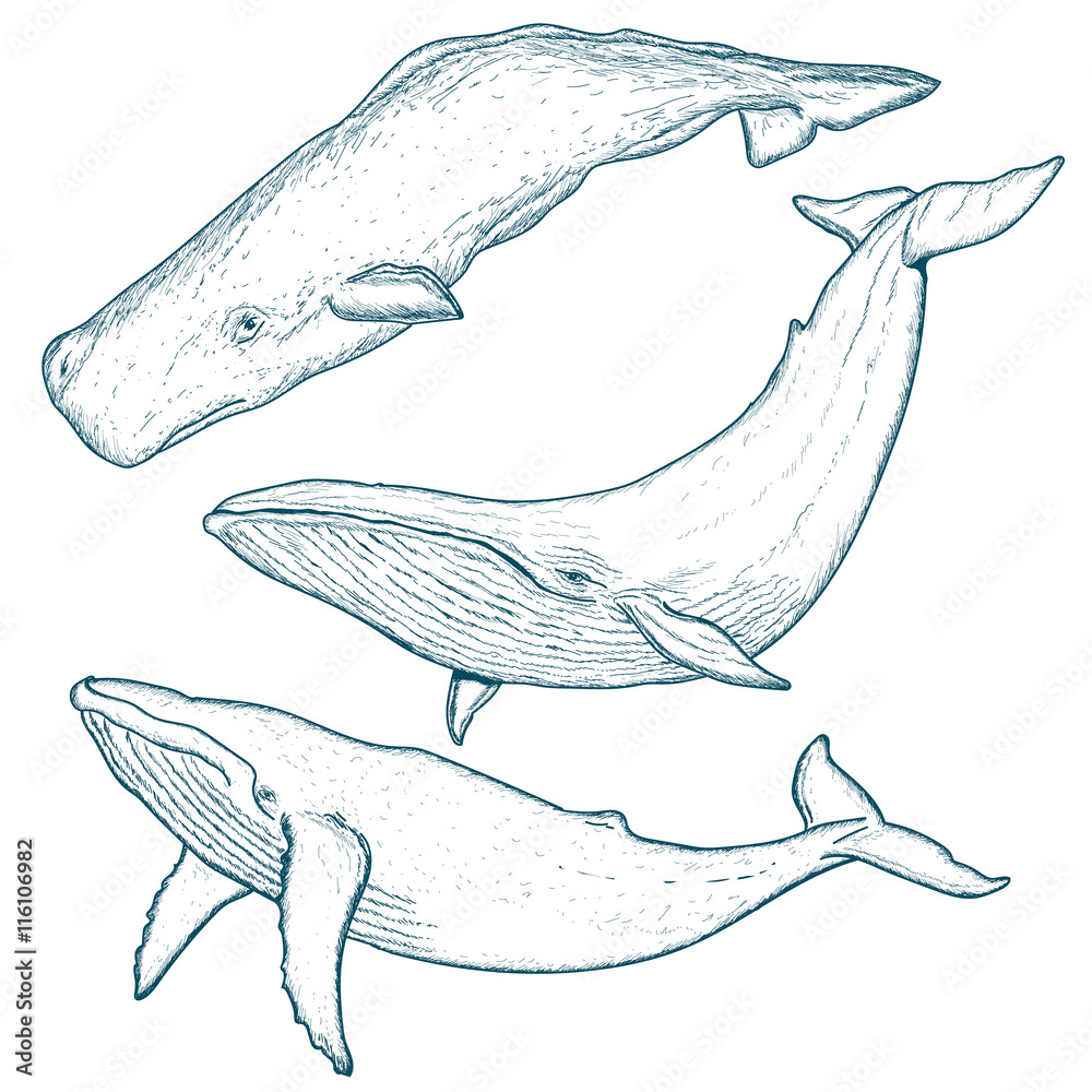 Fototapeta premium Wieloryby ustawić humbak płetwal błękitny kaszalot wyciągnąć rękę