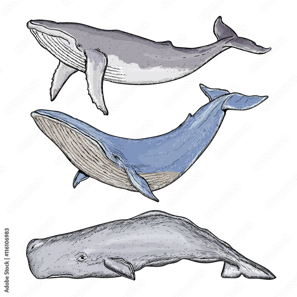 Fototapeta premium Whales collection humpback whale blue whale sperm whale