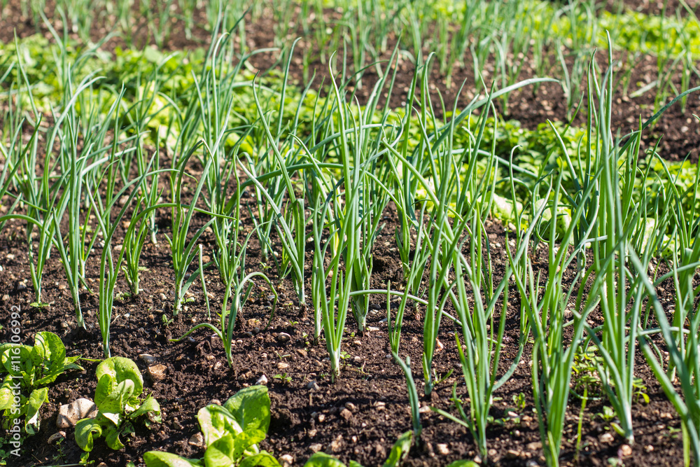 Organic Spring Onion Vegetable Organic Spring Onion Vegetable