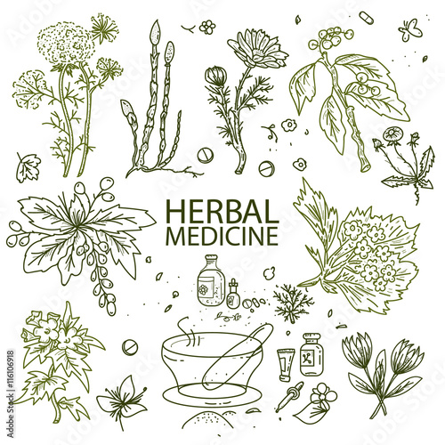 Herbal medicine doodle hand drawn elements sketch
