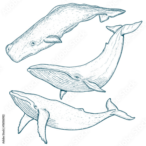 Whales set humpback whale blue whale sperm whale hand drawn