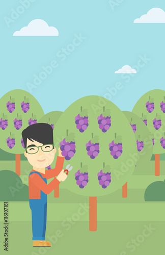 Farmer collecting grapes vector illustration.