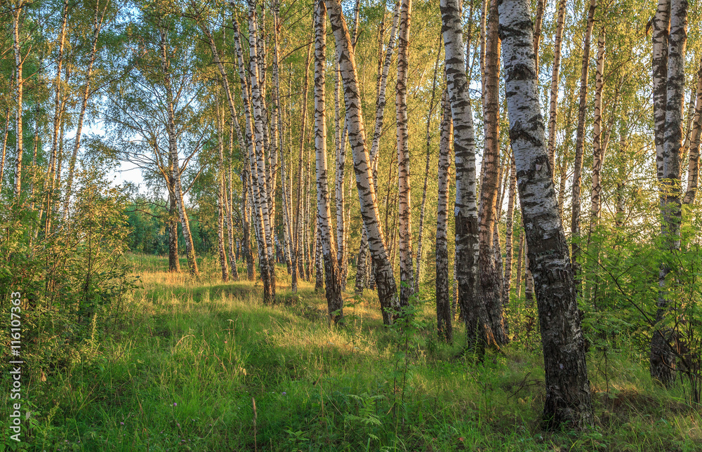 Birch alley in the rays of the evening sun, July evening
